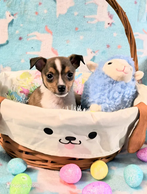Pedro – Rat Terrier, Chihuahua puppy for sale in Westfield, WI