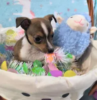 Pedro, a male Rat Terrier and Chihuahua for sale in Westfield, WI – Photo 2 of 3