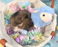 Pedro, a male Rat Terrier and Chihuahua for sale in Westfield, WI – Photo 3 of 3