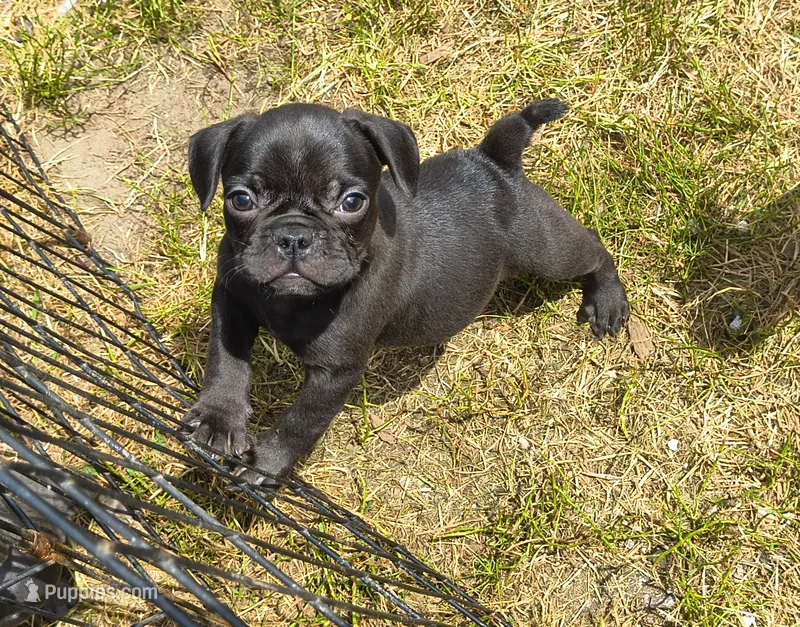 Vinny – French Bulldog, Pug puppy for sale in Westfield, WI