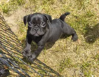 Vinny, a male French Bulldog and Pug for sale in Westfield, WI – 1 of 2