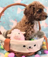 Missy, a female Goldendoodle for sale in Westfield, WI – Photo 2 of 2