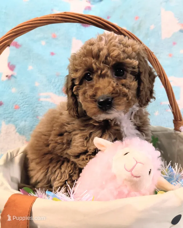 Missy – Goldendoodle puppy for sale in Westfield, WI