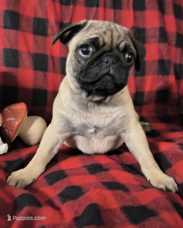 Theodore  – Pug puppy for sale in Westfield, WI