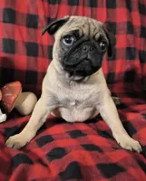 Theodore , a male Pug for sale in Westfield, WI – 2 of 3
