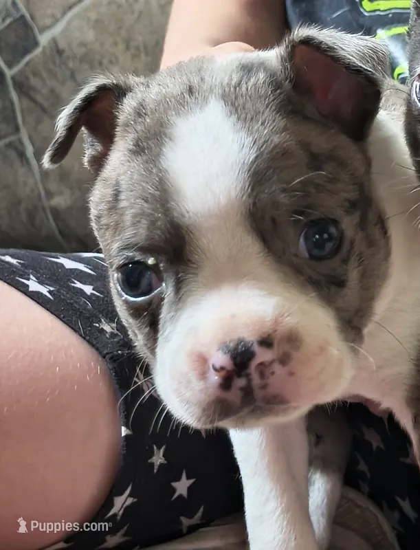 Pete – Boston Terrier puppy for sale in Westfield, WI