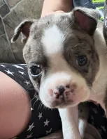 Pete, a male Boston Terrier for sale in Westfield, WI – 1 of 2