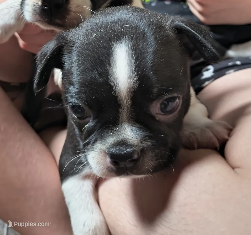 Lyla – Boston Terrier puppy for sale in Westfield, WI