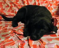 Enola, a female Shiba Inu and German Shepherd Dog for sale in Westfield, WI – Photo 2 of 2