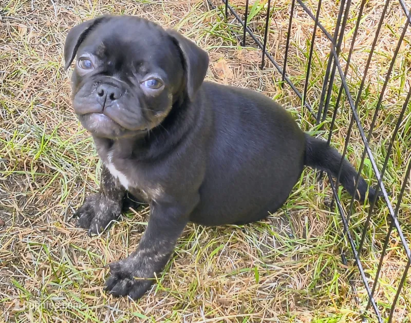 Astro – French Bulldog, Pug puppy for sale in Westfield, WI