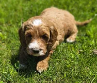 Molly, a female Miniature Goldendoodle for sale in Westfield, WI – 2 of 2