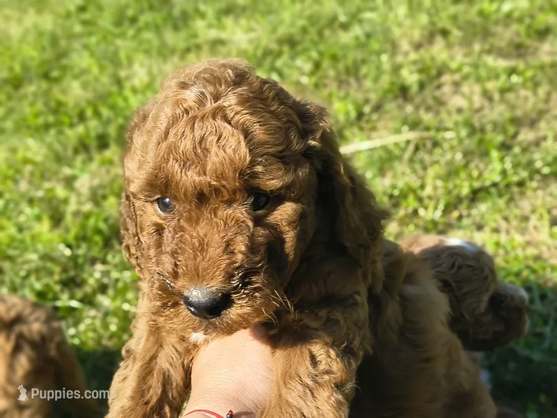 Sam  – Miniature Goldendoodle puppy for sale in Oxford, WI
