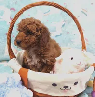 Minnie , a female Miniature Goldendoodle for sale in Westfield, WI – Photo 2 of 2