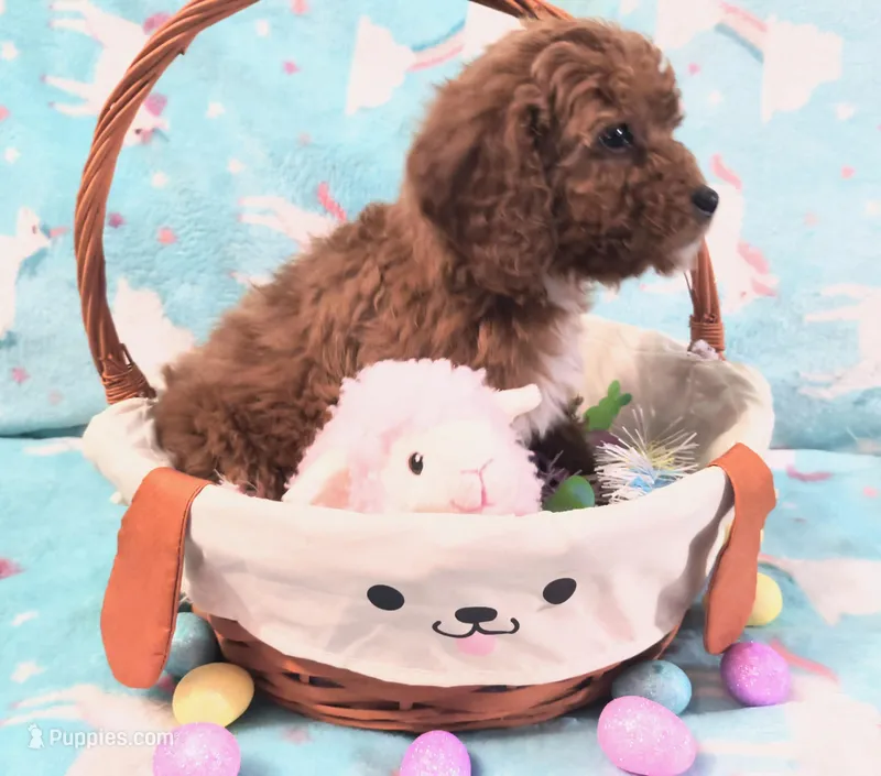 Minnie  – Miniature Goldendoodle puppy for sale in Westfield, WI