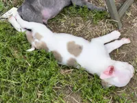 Wilbur, a male Boston Terrier for sale in Oxford, WI – 2 of 2