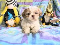 Queso, a male Shih Tzu for sale in Westfield, WI – 2 of 3