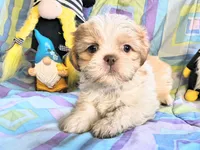 Queso, a male Shih Tzu for sale in Westfield, WI – 3 of 3