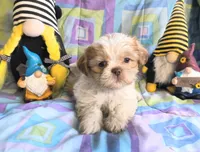 Queso, a male Shih Tzu for sale in Westfield, WI – 1 of 3