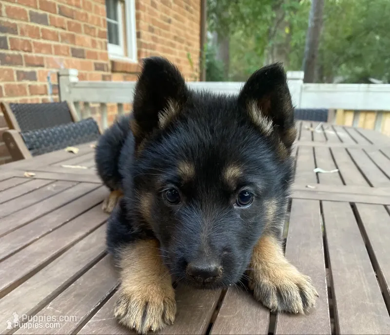 German Shepherd Male (Neon Green Collar) – German Shepherd Dog puppy for sale in Covington, GA