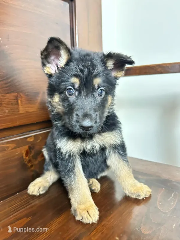 Titan – German Shepherd Dog puppy for sale in Covington, GA