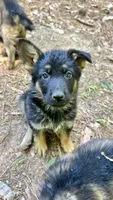 Titan, a male German Shepherd Dog for sale in Covington, GA – Photo 1 of 4