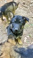 Titan, a male German Shepherd Dog for sale in Covington, GA – Photo 3 of 4