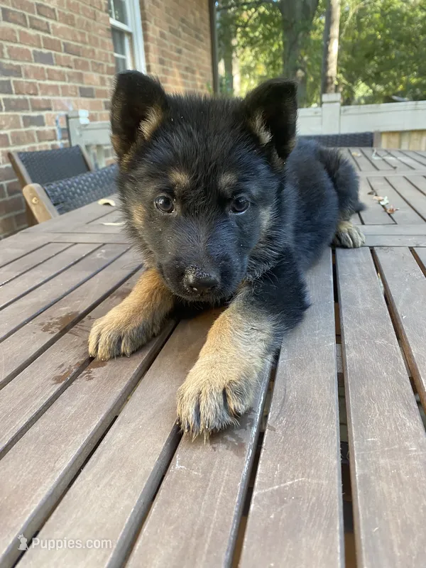German Shepherd Male (Orange Collar) – German Shepherd Dog puppy for sale in Covington, GA