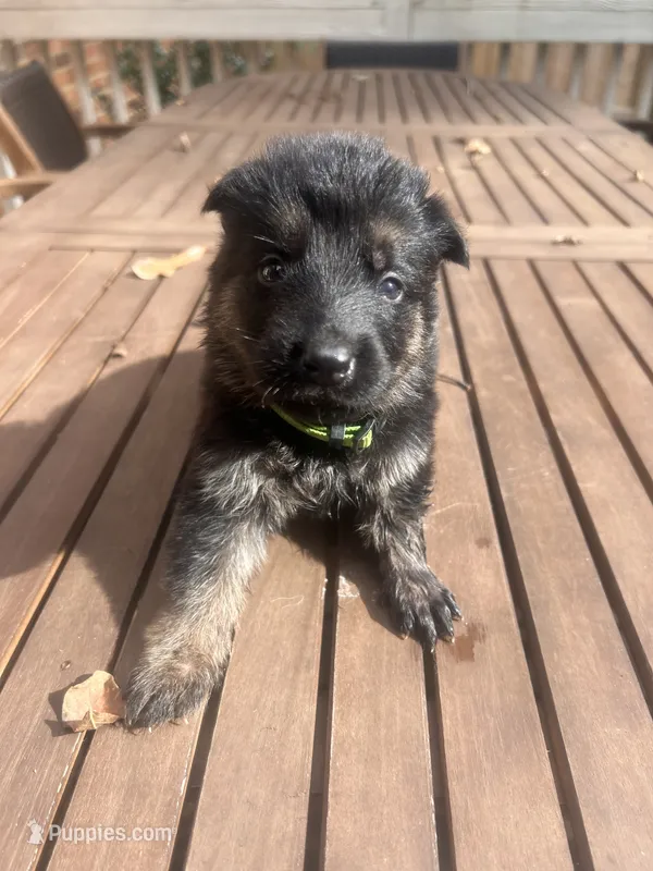 German Shepherd Male (Dark Green Collar) – German Shepherd Dog puppy for sale in Covington, GA
