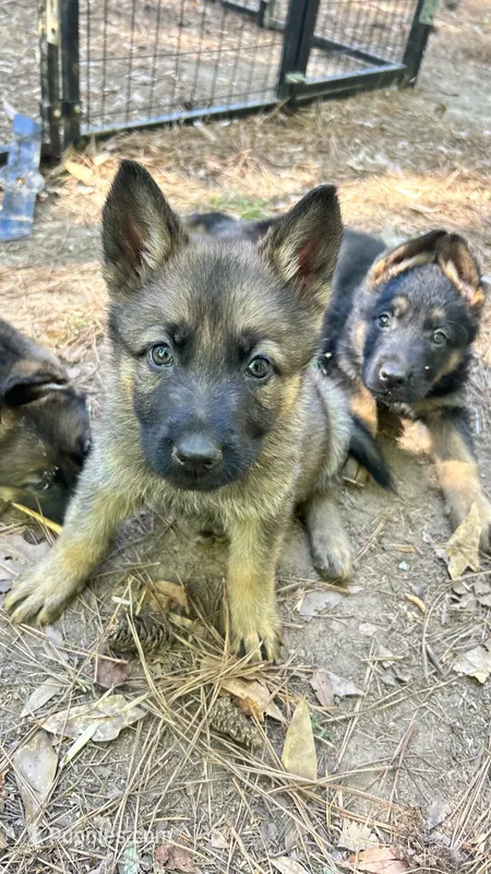 Gigi – German Shepherd Dog puppy for sale in Covington, GA