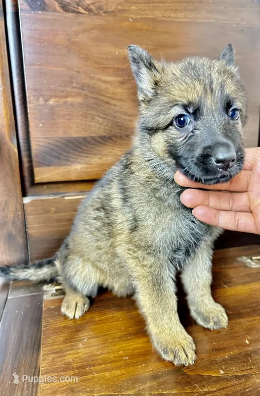 Gigi – German Shepherd Dog puppy for sale in Covington, GA