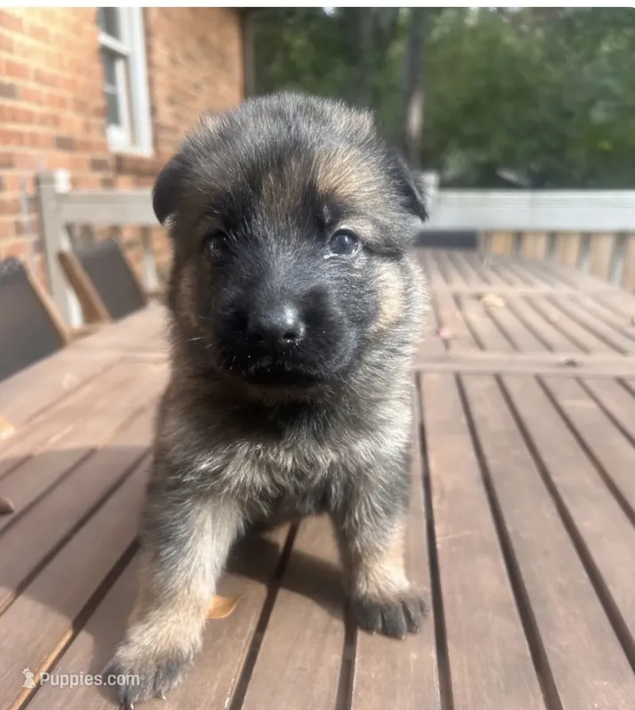 German Shepherd Female (White Collar) – German Shepherd Dog puppy for sale in Covington, GA