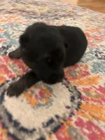 German Shepherd Female (Yellow Collar), a female German Shepherd Dog for sale in Covington, GA – 2 of 3