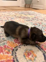 German Shepherd Female (Purple Collar), a female German Shepherd Dog for sale in Covington, GA – 3 of 4