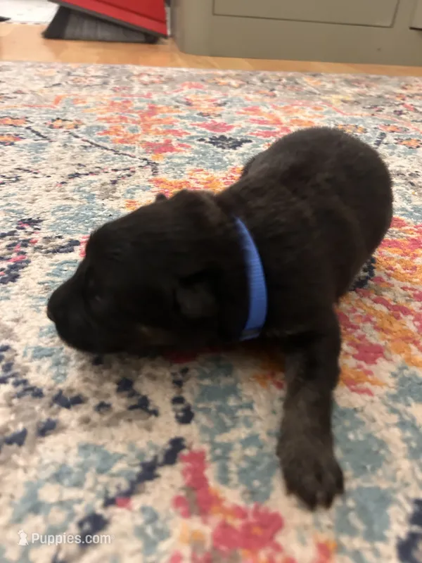 German Shepherd Male (Dark Blue Collar) – German Shepherd Dog puppy for sale in Covington, GA