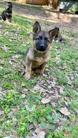 Pumpkin, a female German Shepherd Dog for sale in Covington, GA – Photo 2 of 3