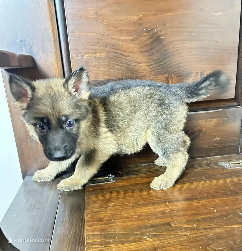 Pumpkin – German Shepherd Dog puppy for sale in Covington, GA