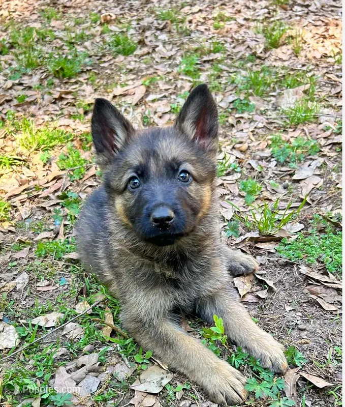 Pumpkin, a female German Shepherd Dog for sale in Covington, GA – Photo 1 of 3