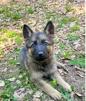 Pumpkin, a female German Shepherd Dog for sale in Covington, GA – Photo 1 of 3