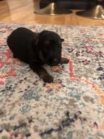 German Shephard Female (Red Collar), a female German Shepherd Dog for sale in Covington, GA – 1 of 4