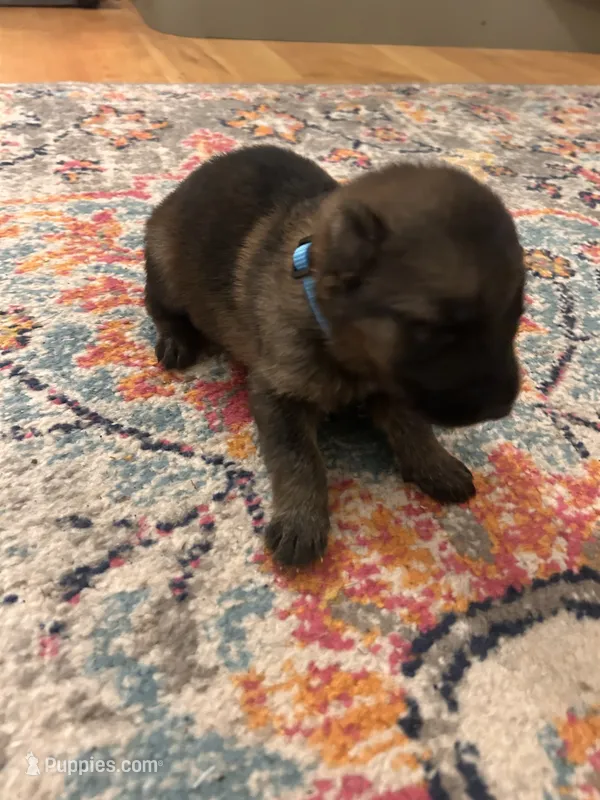 German Shepherd Male (Neon Blue Collar) – German Shepherd Dog puppy for sale in Covington, GA
