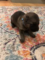 German Shepherd Male (Neon Blue Collar), a male German Shepherd Dog for sale in Covington, GA – 1 of 4