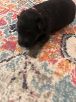 German Shepherd Female (Pink Collar), a female German Shepherd Dog for sale in Covington, GA – 2 of 3