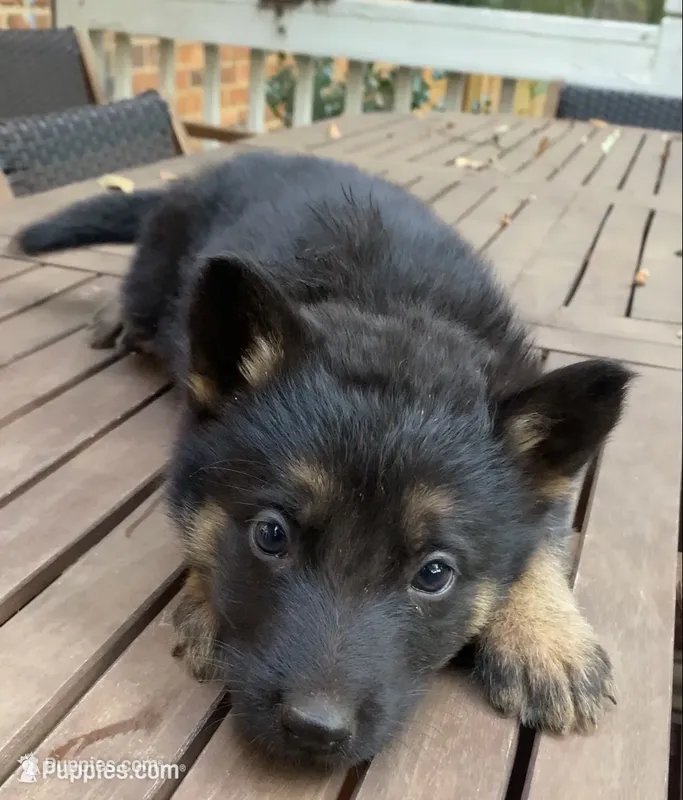 German Shepherd Male (Neon Green Collar) – German Shepherd Dog puppy for sale in Covington, GA