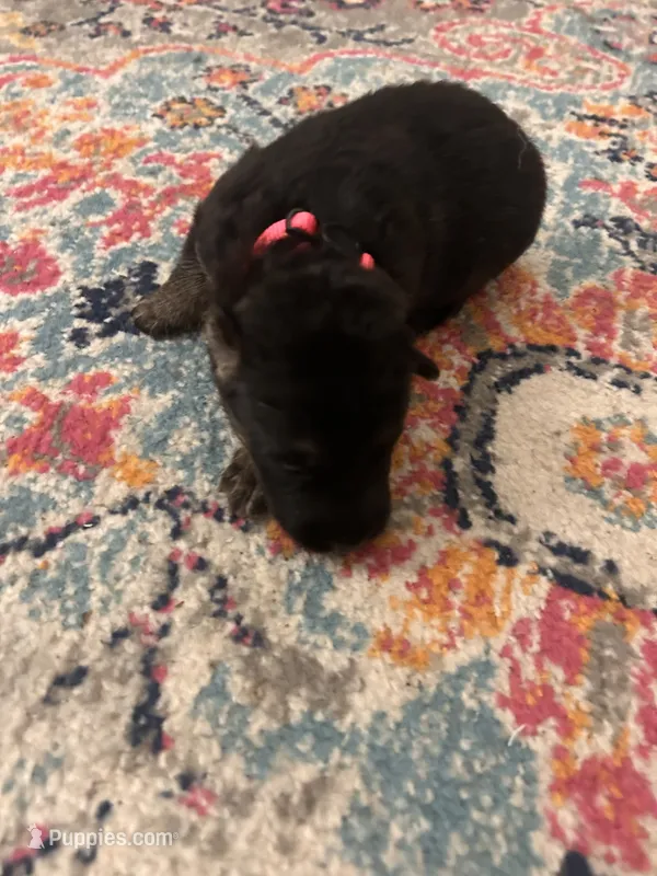 German Shepherd Female (Pink Collar) – German Shepherd Dog puppy for sale in Covington, GA