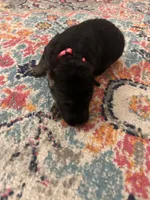 German Shepherd Female (Pink Collar), a female German Shepherd Dog for sale in Covington, GA – 1 of 3
