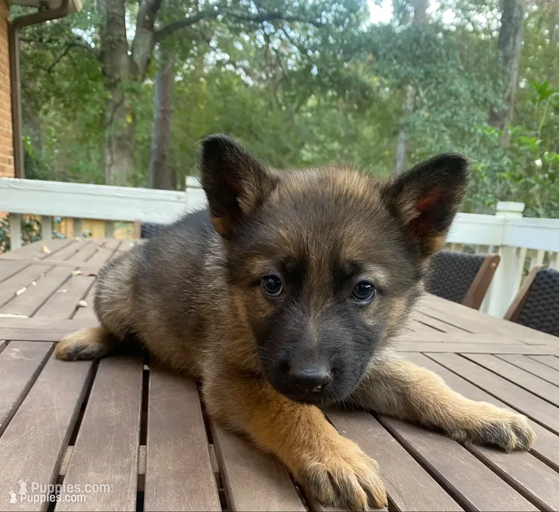 German Shepherd Female (Purple Collar) – German Shepherd Dog puppy for sale in Covington, GA