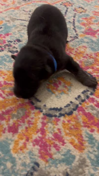 German Shepherd Male (Dark Blue Collar), a male German Shepherd Dog for sale in Covington, GA – 4 of 4