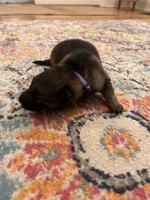 German Shepherd Female (Purple Collar), a female German Shepherd Dog for sale in Covington, GA – 2 of 4