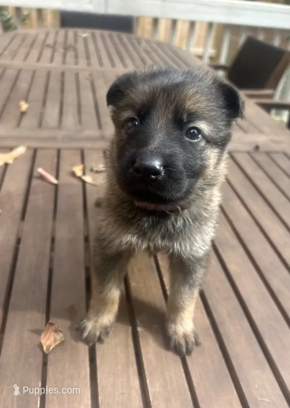 German Shepherd Female (Purple Collar) – German Shepherd Dog puppy for sale in Covington, GA