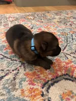 German Shepherd Male (Neon Blue Collar), a male German Shepherd Dog for sale in Covington, GA – 3 of 4